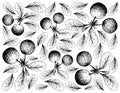 Hand Drawn Background of Fresh Bog Bilberries Royalty Free Stock Photo