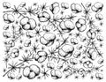 Hand Drawn Background of Asparagus Fern Fruits Royalty Free Stock Photo