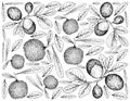 Hand Drawn Background of Bayberry and Cocoplum Fruits Royalty Free Stock Photo