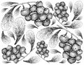 Berry Fruit, Illustration Wallpaper of Hand Drawn Sketch of Jostaberries Isolated on White Background