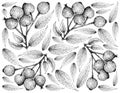 Berry Fruit, Illustration Wallpaper of Hand Drawn Sketch of Magenta Lilly Pilly, Magenta Cherry or Syzygium Paniculatum Fruits Royalty Free Stock Photo