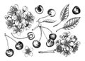 Berry fruit set. Cherry berries, leaves, flowers sketches. Cherry blossom hand-drawn vector illustration. Floral design elements. Royalty Free Stock Photo