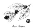 Hand Drawn of American Beautyberry on White Background