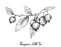 Hand Drawn of European Nettle Tree Fruits on White Background