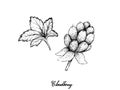 Hand Drawn of Fresh Cloudberry on White Background