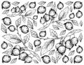 Hand Drawn Background of European Nettle Tree Fruits