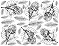 Berry Fruits, Illustration Wallpaper of Hand Drawn Sketch Delicious Fresh Korean Black Raspberries or Rubus Coreanus Fruits With