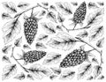 Berry Fruits, Illustration Wallpaper of Hand Drawn Sketch Delicious Fresh Loganberry With Green Leaves Isolated on White