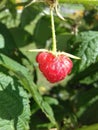 Berry in garden