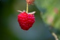 Berry of garden raspberry hanging on a branch macro photography on a summer sunny day.