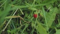 Berry in green strawberry grass