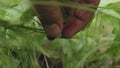 Berry in green strawberry grass