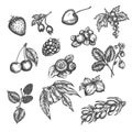 Berry hand drawn vector set. Sketch of fruits Vector illustration. Berries engraving Gooseberry, raspberry, strawberry
