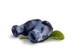 Berry honeysuckle on white Royalty Free Stock Photo