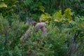 Berry hunting bear Royalty Free Stock Photo