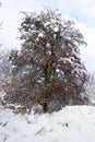 Berry-laden tree with snow in December