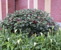 Berry lakonos and white-spotted calla Zantedeschia albomaculata Royalty Free Stock Photo