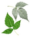 Berry Leaf Royalty Free Stock Photo