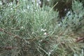 Berry-like cones in the leafage of Juniperus pfitzeriana in July Royalty Free Stock Photo