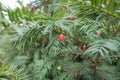 Berry-like red seed cone on branch of yew Royalty Free Stock Photo