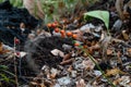 berry lily of the valley fruit in autumn forest. Convallaria majalis fruit outdoor Royalty Free Stock Photo