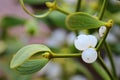 Berry of mistletoe (Viscum album) Royalty Free Stock Photo