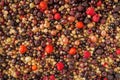 Berry mix Royalty Free Stock Photo