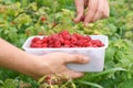 Berry picking, fresh raspberries Royalty Free Stock Photo