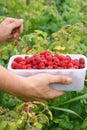 Berry picking fresh raspberries Royalty Free Stock Photo