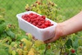 Berry picking, fresh raspberries