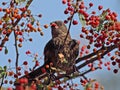 Berry picking Royalty Free Stock Photo