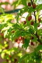 Berry plant Elaeagnus multiflora