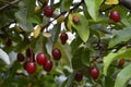 Elaeagnus multiflora Goumi, Gumi, Natsugumi, or Cherry silverberry