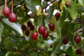 Elaeagnus multiflora Goumi, Gumi, Natsugumi, or Cherry silverberry
