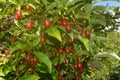 Elaeagnus multiflora Goumi, Gumi, Natsugumi, or Cherry silverberry