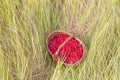 Berry raspberries in a basket on the grass Royalty Free Stock Photo