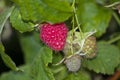 Berry raspberry on bush ripe