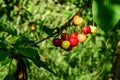 Sweet red cherries on the branches of a tree