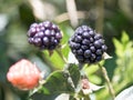 The berry ripe black currant on a background of green bushes.