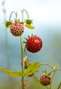 Berry of ripe strawberries close up. Nature of Norway