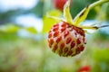 Berry of ripe strawberries close up. Nature of Norway