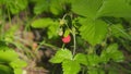 Berry of ripe wild strawberries. Nature of Europe. Most delicious berries in world. Close up.