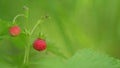 Berry of ripe wild strawberries. Nature of Europe. Most delicious berries in world. Close up.