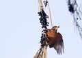 Berry in Robin's Beak Royalty Free Stock Photo