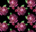 Berry rose flower pattern on the black