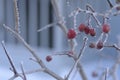 Berries and other plants under the snow.