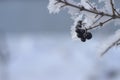 Black mountain ash and other plants under the snow. Russian winter 2018.