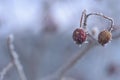 Red mountain ash and other plants under the snow. Russian winter 2018.