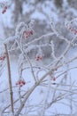Red mountain ash and other plants under the snow. Russian winter 2018.