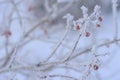 Red mountain ash and other plants under the snow. Russian winter 2018.